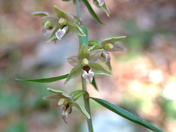 Epipactis leptochila (?)